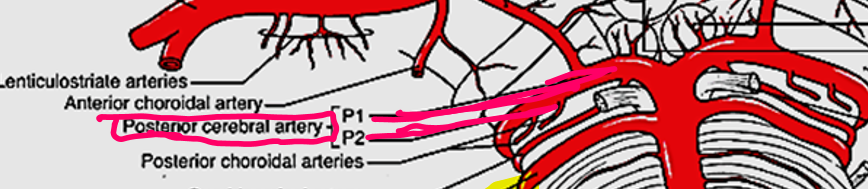 <p>Posterior cerebral arteries (PCA)</p>