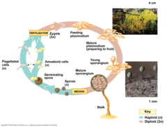 <p>1. diploid zygote undergoes multiple mitotic divisions wihtout cytokineses; forming LARGE UNICELLULAR PLASMODIUM</p><p>2. plasmodium produces sporangia </p><p>3. sporangium contains diploid cells which undergo meiosis to produce haploid spores</p><p>4. haploid spores contain either a flagellate or ameoboid cell which fertilize with opposing to produce a new diploid zygote</p>