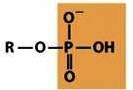 <p>-a phosphate bonded to 3 oxygens (one is attached by a double bond) and an OH</p>
