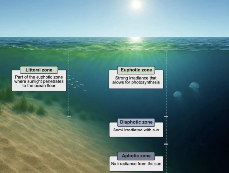 <p>Zone where sunlight penetrates all the way to the ocean floor </p>