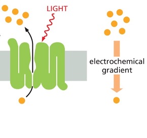 <p>What type of pump is this? </p>