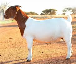 <p>Boer</p>