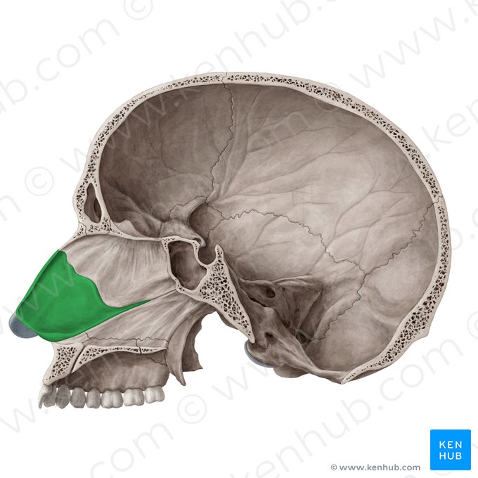 <p>orrsövény porc (paries medialis)</p>