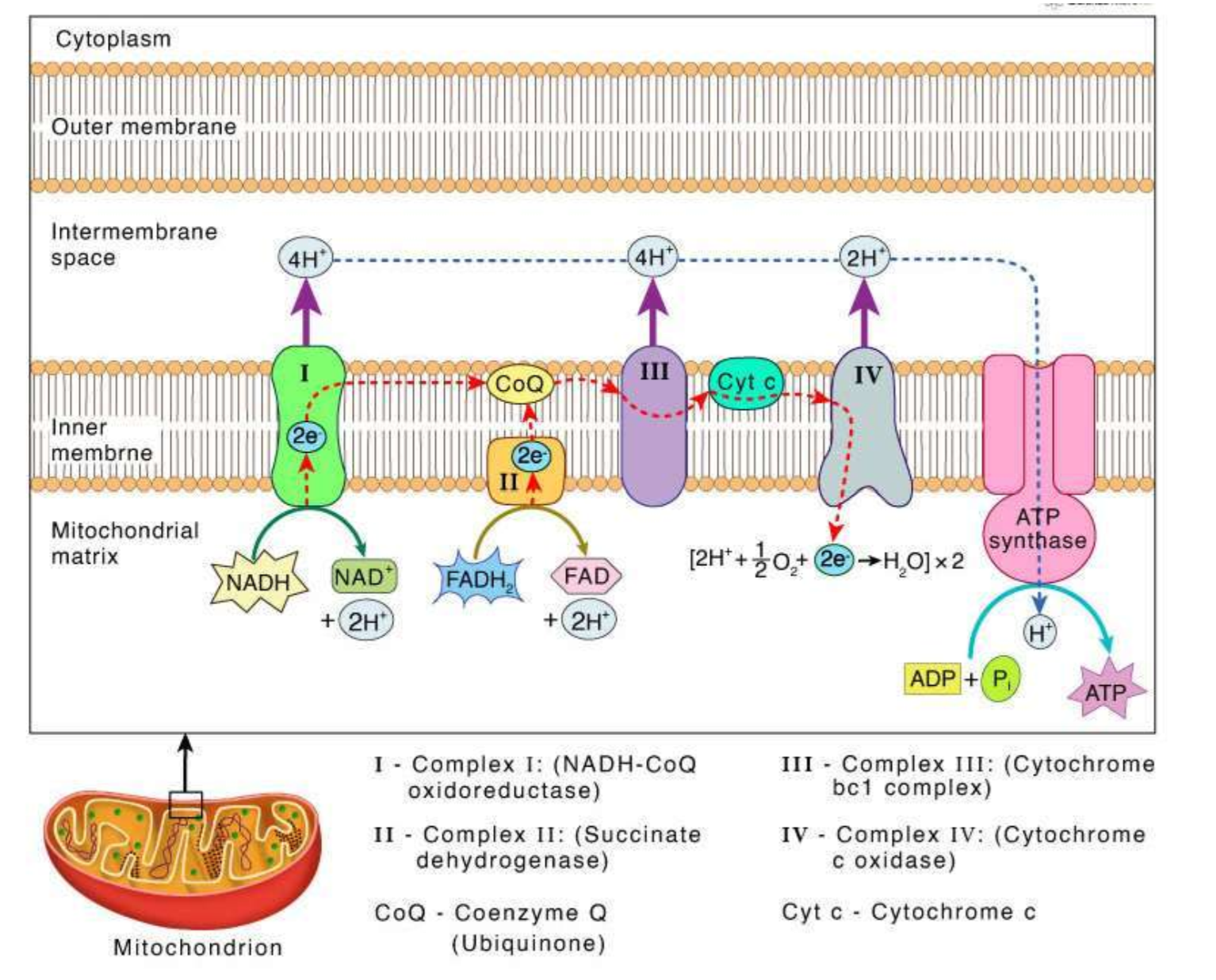 <ul><li><p>accepts electrons associated with <strong>FADH₂</strong></p></li><li><p>transfers them into the ETC</p></li><li><p><strong>does not pump H</strong><span style="font-family: "Cambria Math", serif;"><strong>⁺</strong></span></p></li></ul><p></p>
