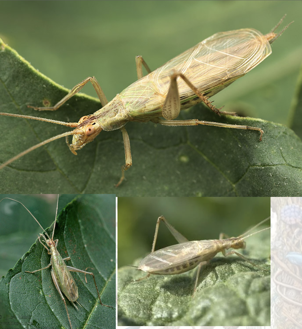 <p>Latin, magyar, védett?, hang</p>