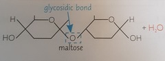 <p>A glycosidic bond</p>