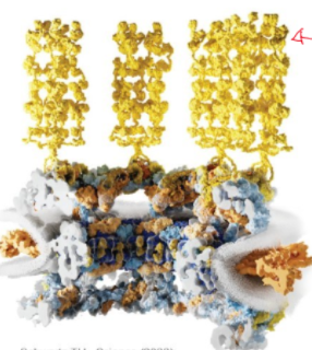 <p>Made of Phe/Gly repeat domains, binding sites fro nuclear transport receptors, defines the permeability characteristics of the NPC</p>