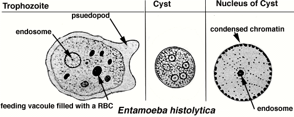 <p>Entamoeba histolytica/dispar cyst</p>
