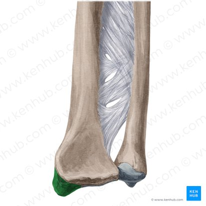 <p>What bone landmark is this within the <strong>Radius</strong></p><ul><li><p>(Lateral Forearm Bone, <strong>Antebrachial / Radial Region)</strong></p><p></p></li></ul><p></p>