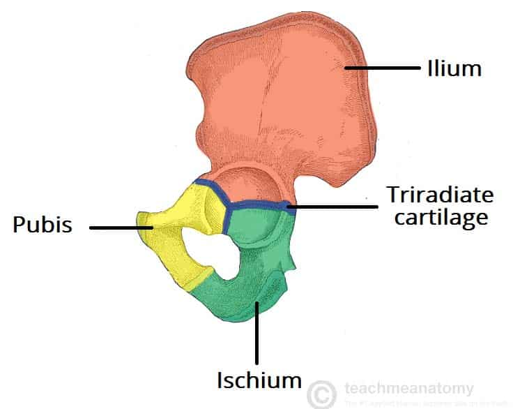 <p>Ischium, pubis, and ilium</p>