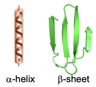 <p>-a helix and B sheet</p><p>-noncovalent interactions where h-bonds occur btwn backbone peptide/amide groups</p>