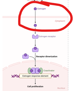 <p>As nuclear hormone receptor: </p><p><span><strong><u>Estrogen</u></strong> binding induces <strong><u>estrogen receptor (ER) </u></strong>dimerization.</span></p><p><span>What is the first step in this process</span></p>