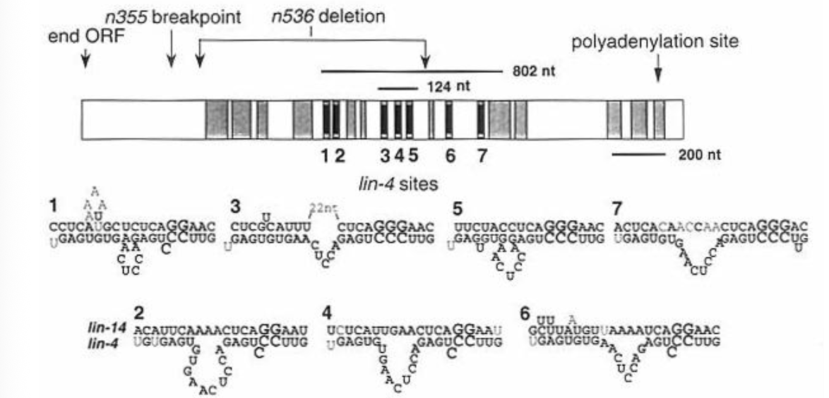 <ul><li><p><em>lin-4</em> transcript hybridizes with the <em>lin-14</em> 3’UTR to suppress <em>lin-14</em> translation</p></li><li><p>the <em>lin-4</em> sequence is complementary to sequences within the <em>lin-14</em> 3’UTR</p></li><li><p>the <em>lin-14</em> GOF mutations delete the 3’UTR, explaining why <em>lin-4</em> is no longer able to suppress Lin-14 protein expression in those strains (<em>lin-4</em> binding sites are gone)</p></li></ul><p></p>