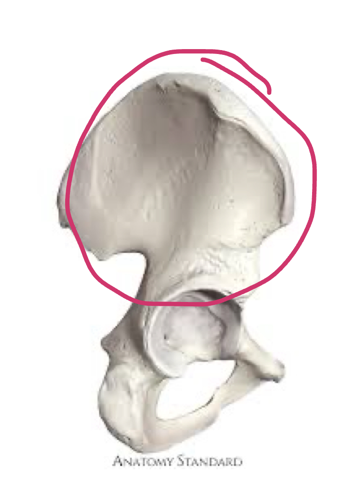 <p>Top part of hip </p>
