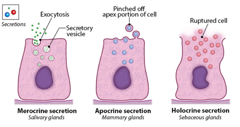 <p>based on the mechanism of secretion</p><p>merocrine secretion (salivary glands): exocytosis </p><p>apocrine secretion (mammary glands): pinched off apex portion of the cell </p><p>holocrine secretion (sebaceous glands): ruptured cell</p>