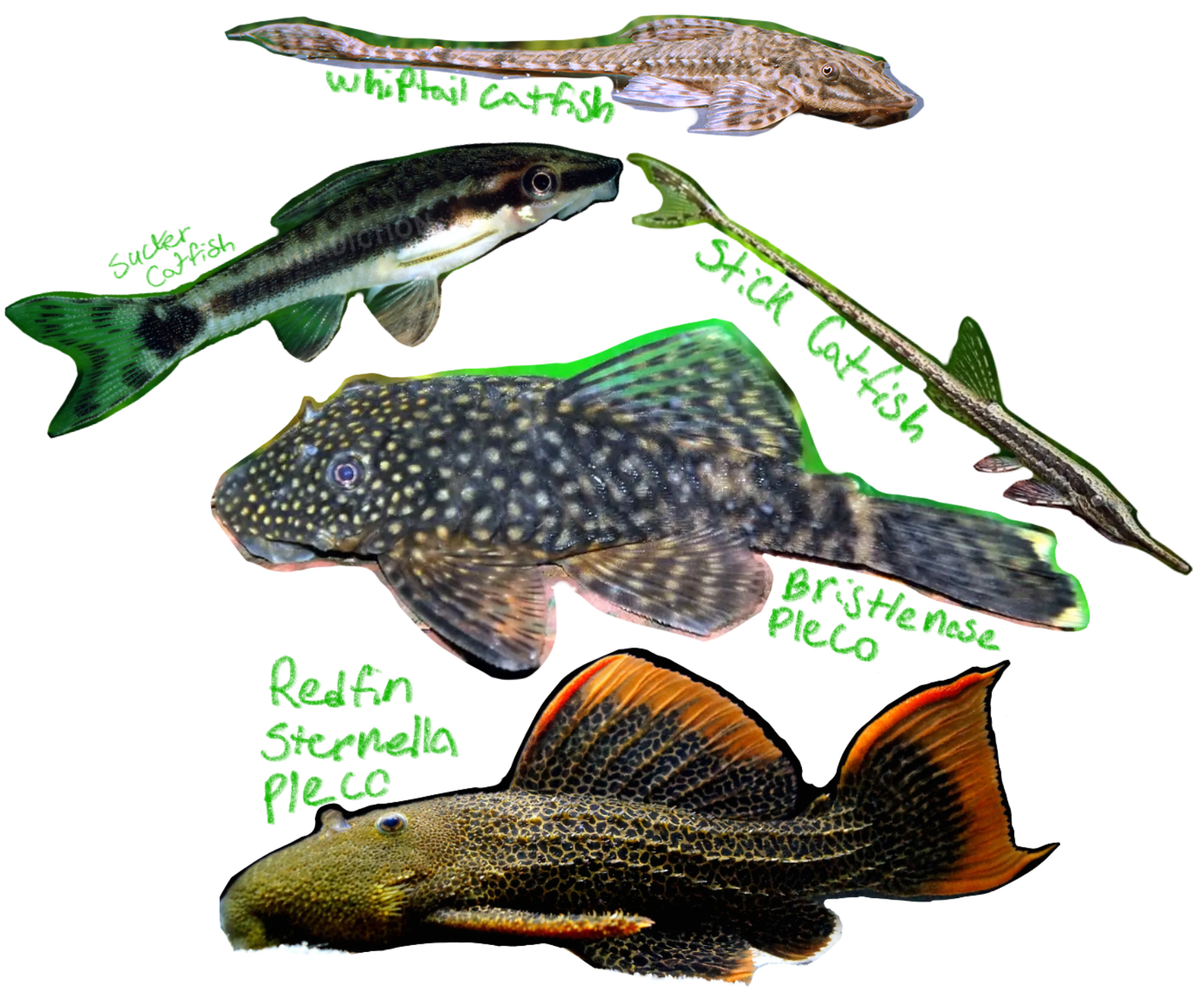<p>Armored catfishes &amp; Plecos</p><p>(Lorica: “Armor” or “Breast plate”)</p><p>Includes: Bridtlenose pleco, Stick catfish, Sucker catfish, Redfin sternella pleco, Whiptail catfish</p><p>*found in freshwater/SA</p>