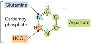 <p>All atoms derived from aspartate and carbamoyl phosphate.</p><p>UMP is formed in 6 steps</p><p>CTP is derived from UTP</p>