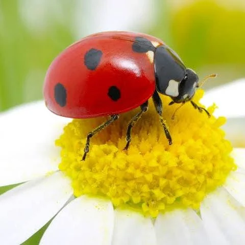 <p>What is the subphylum and class?</p>