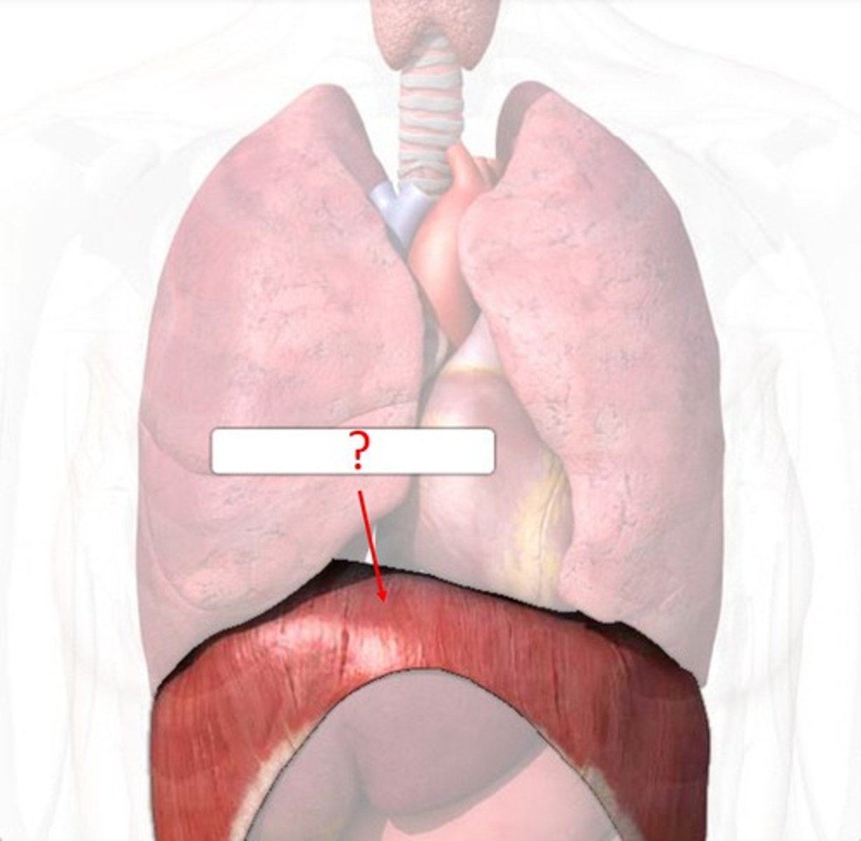 <p>d. Diaphragm</p>