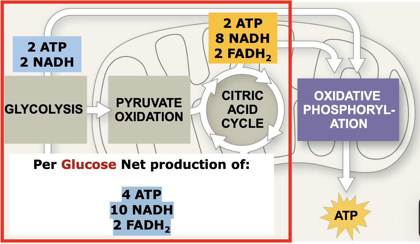 <p>4 ATP</p><p>10 NADH</p><p>2 FADH2</p>