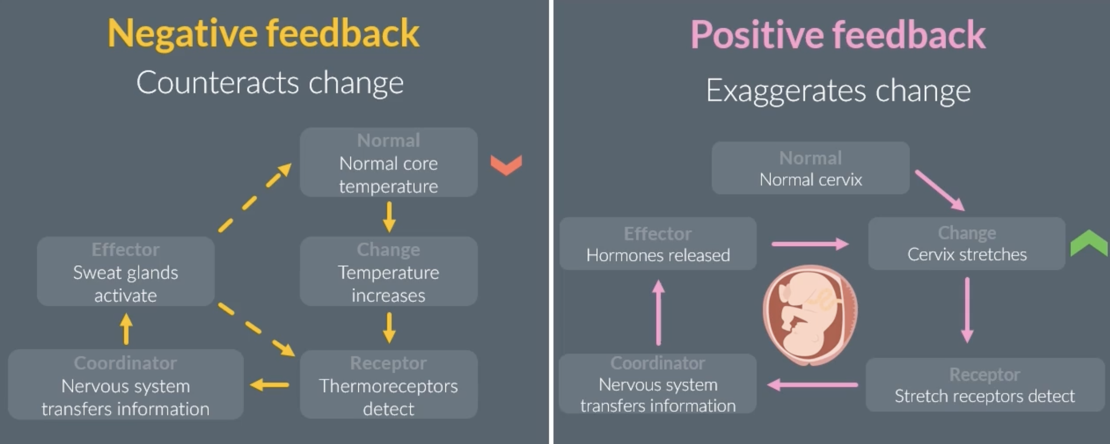<p><strong>negative feedback:</strong> (most common) counteracts a change to restore the system to its original level. may have to repeat a few times to reach the original level </p><p>eg. body temperature rising </p><p><strong>positive feedback:</strong> exaggerates a change, increasing a systems deviation from its original level </p><p>eg. stretched cervix during childbirth is detected, effector releases hormones to continue the stretching until baby is born</p>
