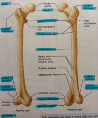 <p>small medial projection</p>