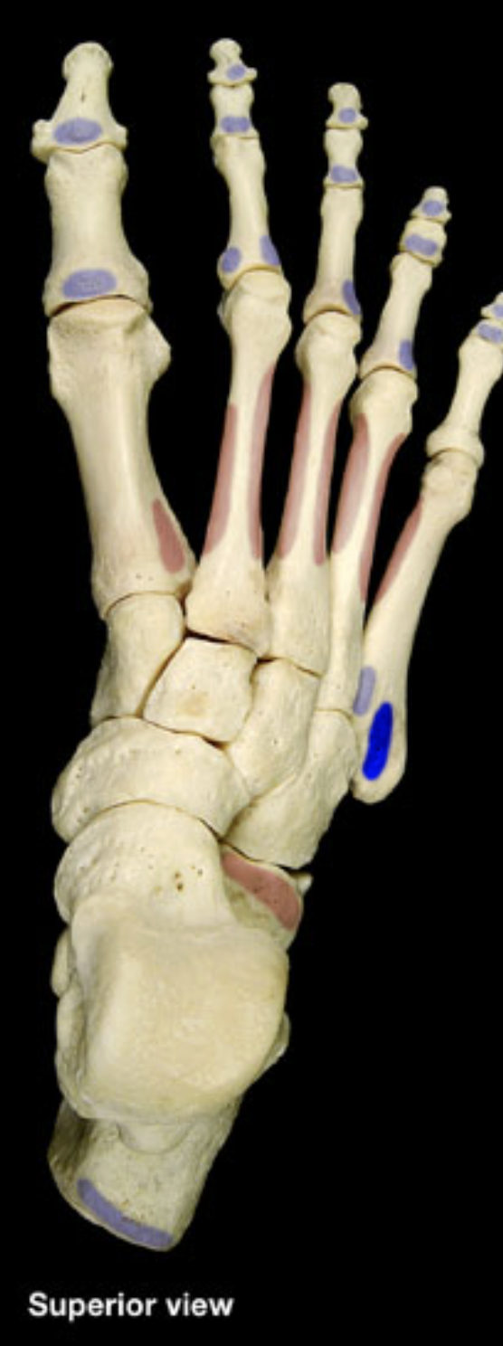 <p>base of 5th metatarsal</p>
