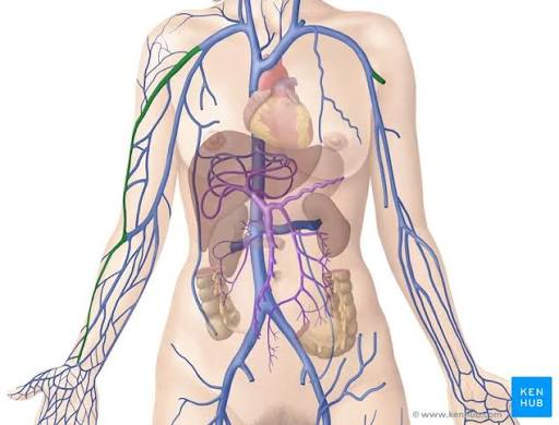 <p>on the outermost side of the upper arm; carry oxygen depleted blood from outer arm and forearm (lateral)</p>