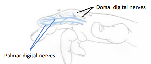 <p>Digital block (anesthesia techniques)</p>