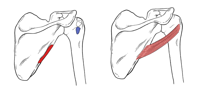 <p>Teres Minor Actions</p>