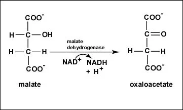 <p>Step 8 </p><p>Malate is oxidized to produce oxaloacetate</p><p>NAD is reduced to NADH  </p>