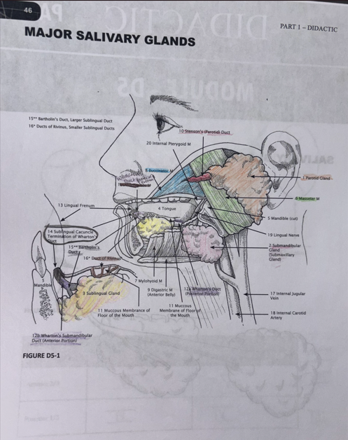 <p>Parotid glands</p><p>Submandibular glands</p><p>Sublingual glands </p>