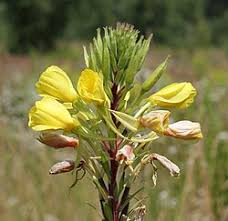 <p><span>Oenothera biennis</span></p>