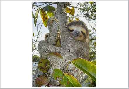 <p>What is the order of the animal shown?</p>