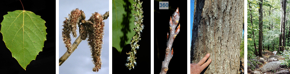 <p>white and red tipped bud, bitter asprin taste, heart shaped leaf scar</p>