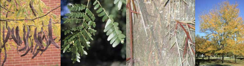 <p>Identify this tree: </p>