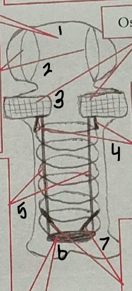 <p>point 7 on this sea star tube foot</p>