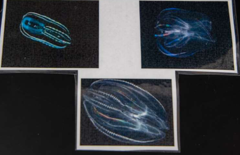 <p>Phylum &amp; Name?</p>