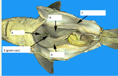 <p>Part Labeled C</p>