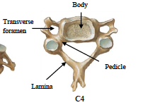<p>- 7 cervical vertebrae</p><p> - supports weight of head</p><p>- spinous processes are bifid (v shaped) except for C7</p><p>- all have transverse foramina (where transverse process attaches to costal process)</p>