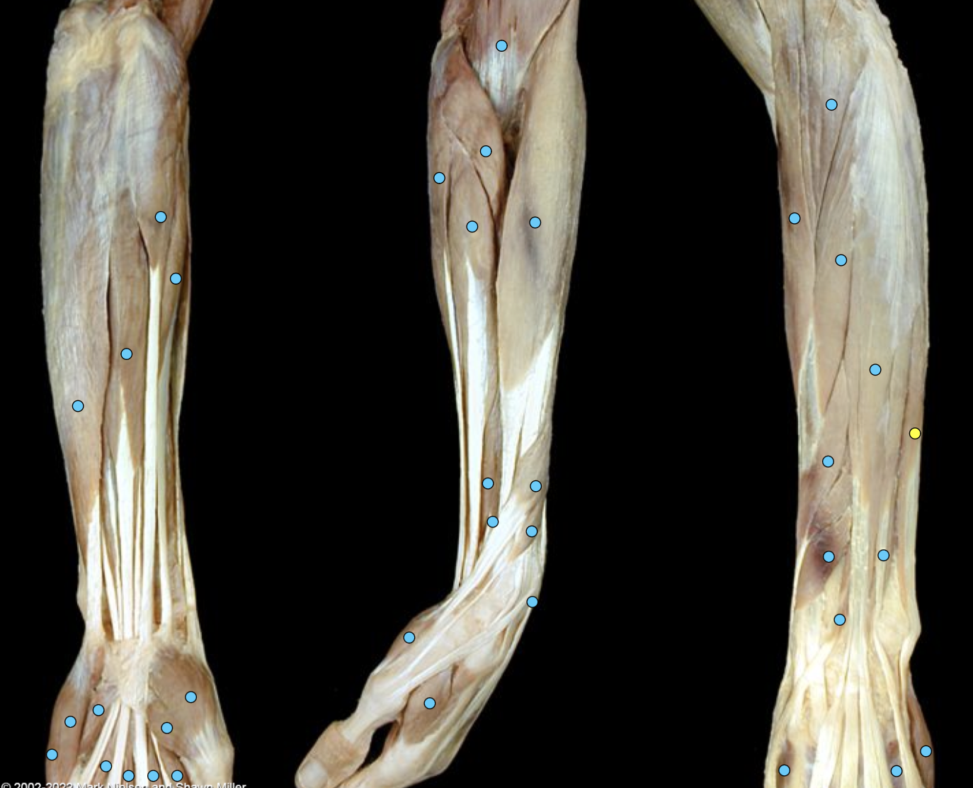 knowt flashcard image