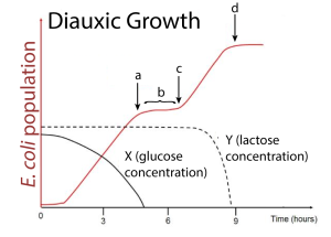<ul><li><p><strong>When provided with glucose and lactose</strong>:</p><ul><li><p>E. coli prefers glucose as it’s easier to metabolize (monosaccharide vs. disaccharide)</p></li><li><p>When glucose runs out, there’s a lag while the lac operon activates and produces enzymes to digest lactose.</p></li></ul></li></ul><p></p>