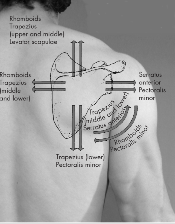 <p>5 muscles primarily involved in shoulder girdle movements</p><ul><li><p>Trapezius</p></li><li><p>Rhomboid </p></li><li><p>Levator Scapulae </p></li><li><p>Serratus Anterior </p></li><li><p>Pectoralis Minor </p></li></ul><p></p>