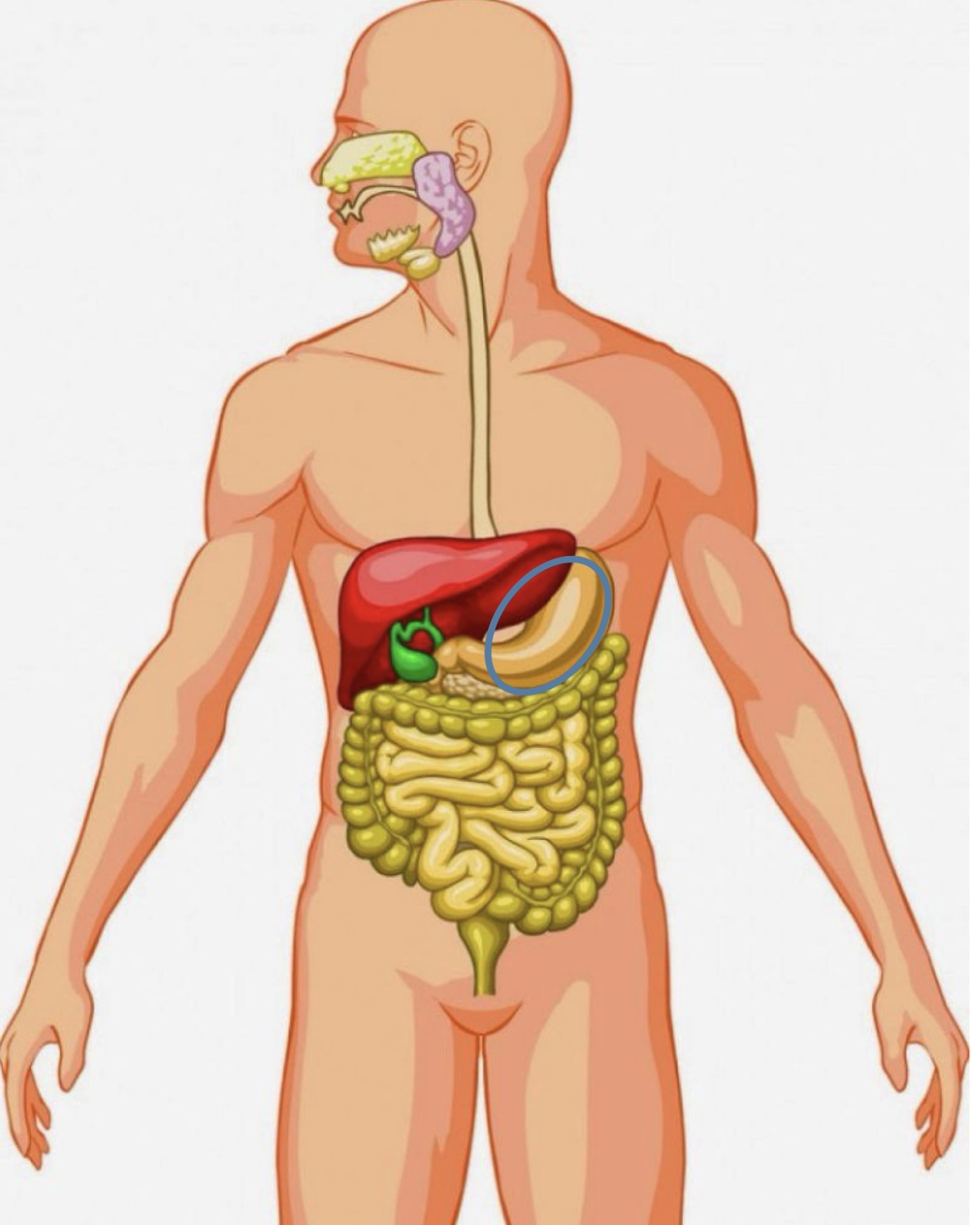 <p><strong><span>Name the following organ</span></strong></p>