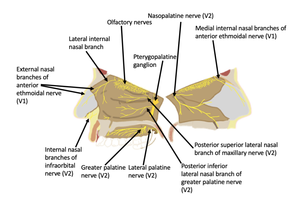 <p>branches off of CNV2 where it passes through the pterygopalatine ganglion</p><p>passes through the sphenopalatine foramen to reach the lateral wall of the nasal cavity</p>