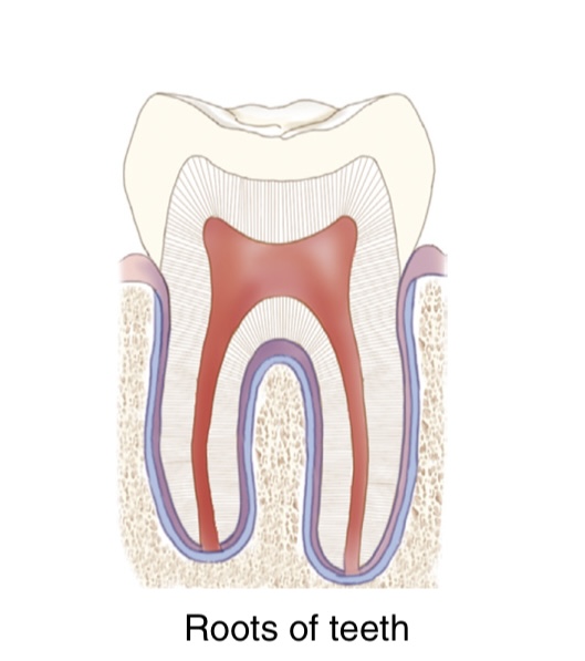 <p>what is the function, structure, and movement of this joint?</p>