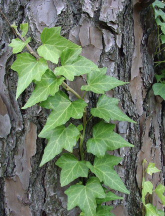 5-point dark green leaves, vine-like and found as groundcover or climbing trees