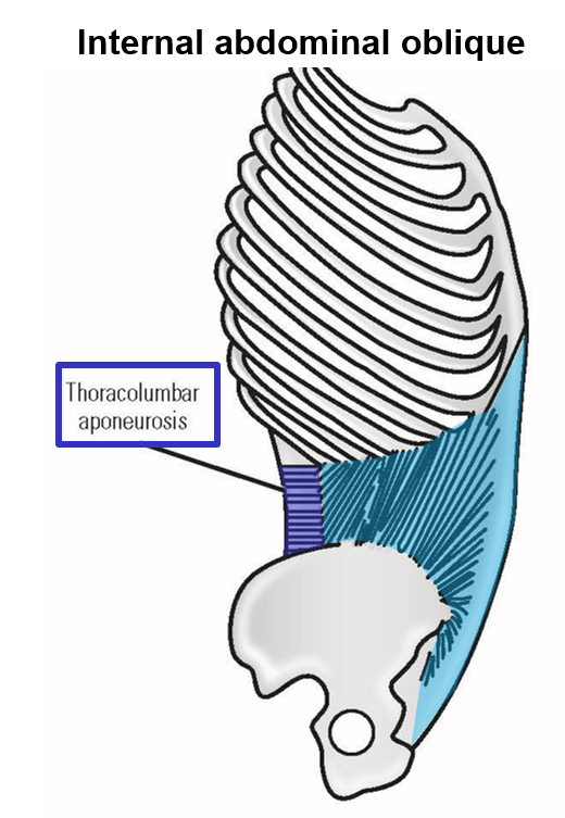 <p><span>–<u>Origin</u>: iliac crest, thoracolumbar aponeurosis</span></p><ul><li><p><strong><em>Thoracolumbar aponeurosis </em></strong>- broad tendinous structure arising from spinous processes of lower thoracic and all lumbar vertebrae</p></li></ul><p>–<span><u>Insertion</u>: lower rib cage and linea alba</span></p><ul><li><p style="text-align: left;"><span><u>Middle layer</u> of lateral abdominal wall muscles</span></p></li><li><p style="text-align: left;"><span>Muscle fibers run in <u>up and medial </u>direction</span></p></li></ul><p></p>