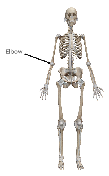 <p>Elbow</p>