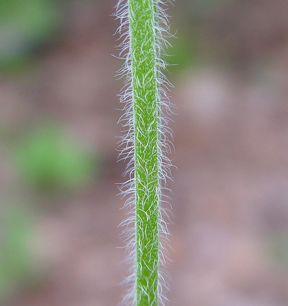 <ul><li><p>surface feature</p></li><li><p>coarse hairs</p></li></ul><p></p>
